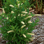 Itea virginica Saturnalia Rings of Saturn Sweetspire