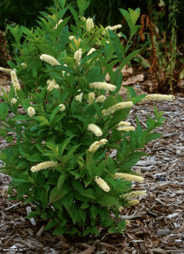 Itea virginica Saturnalia Rings of Saturn Sweetspire