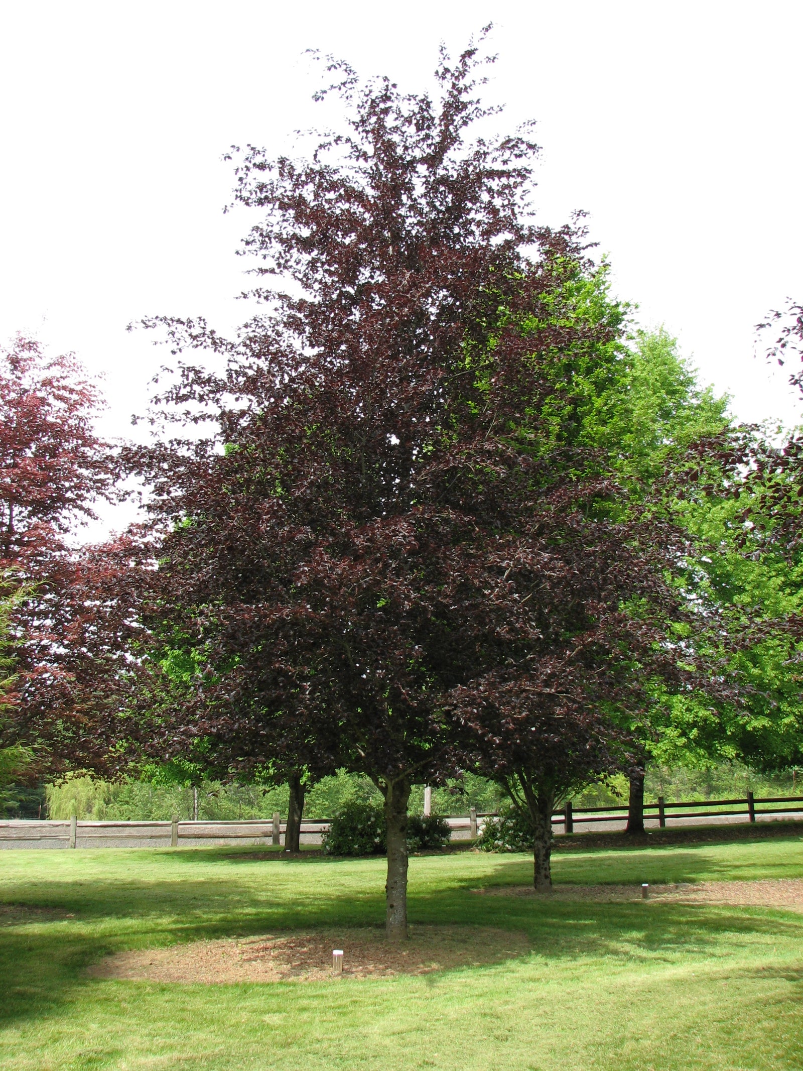 Fagus sylvatica Riversii River's Beech