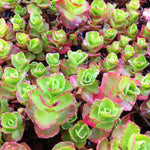 Sedum spurium Dragon's Blood Schorbuser Blut Dragon's Blood Stonecrop