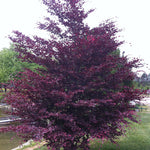 Fagus sylvatica Tricolor Roseomarginata Tricolor Beech
