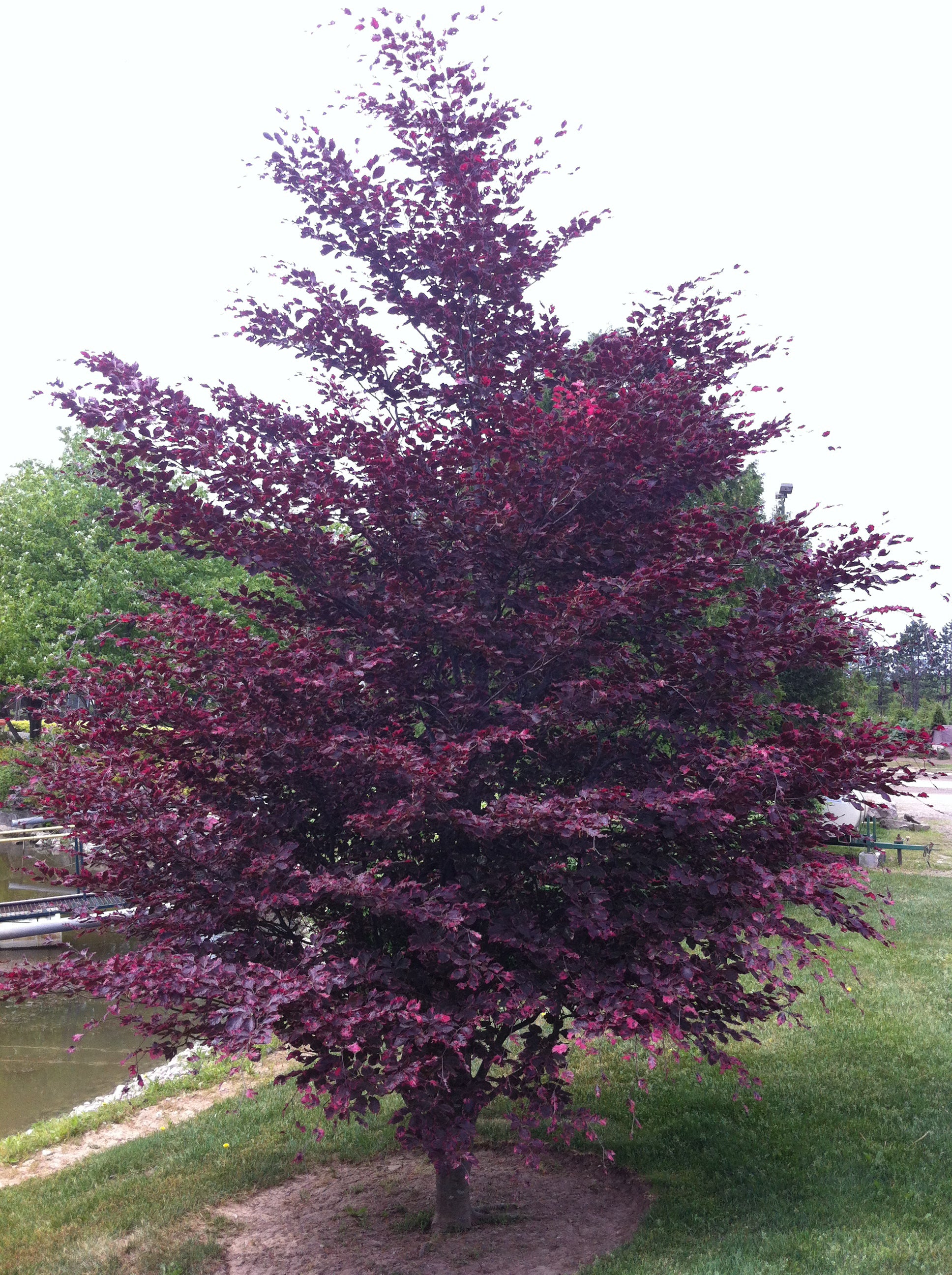 Fagus sylvatica Tricolor Roseomarginata Tricolor Beech