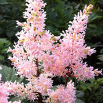Astilbe japonica Peach Blossom Peach Blossom False Spirea