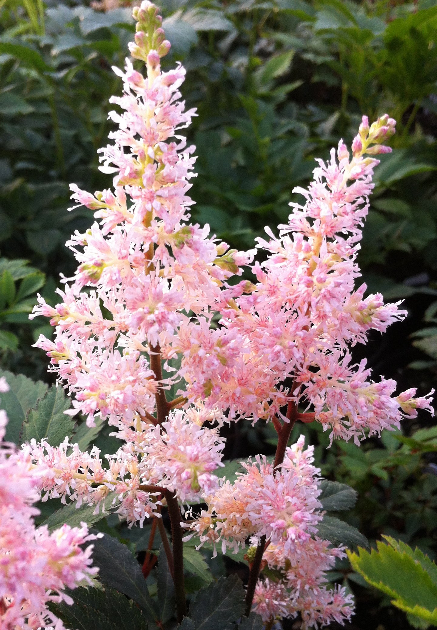 Astilbe japonica Peach Blossom Peach Blossom False Spirea