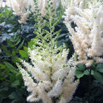 Astilbe chinensis Diamonds and Pearls PP19092, COPF False Spirea