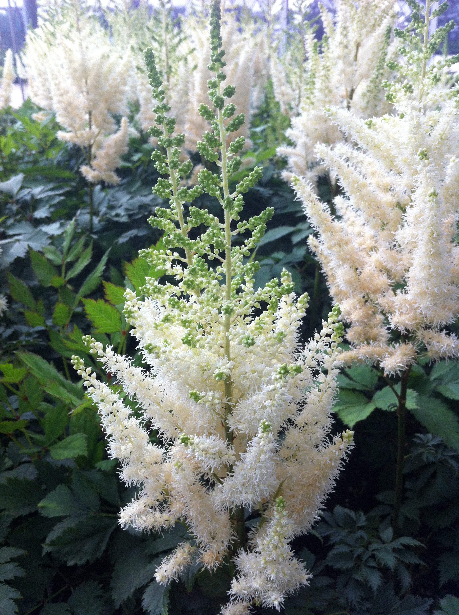 Astilbe chinensis Diamonds and Pearls PP19092, COPF Diamonds and Pearls False Spirea