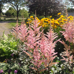 Astilbe arendsii Erica Erica False Spirea