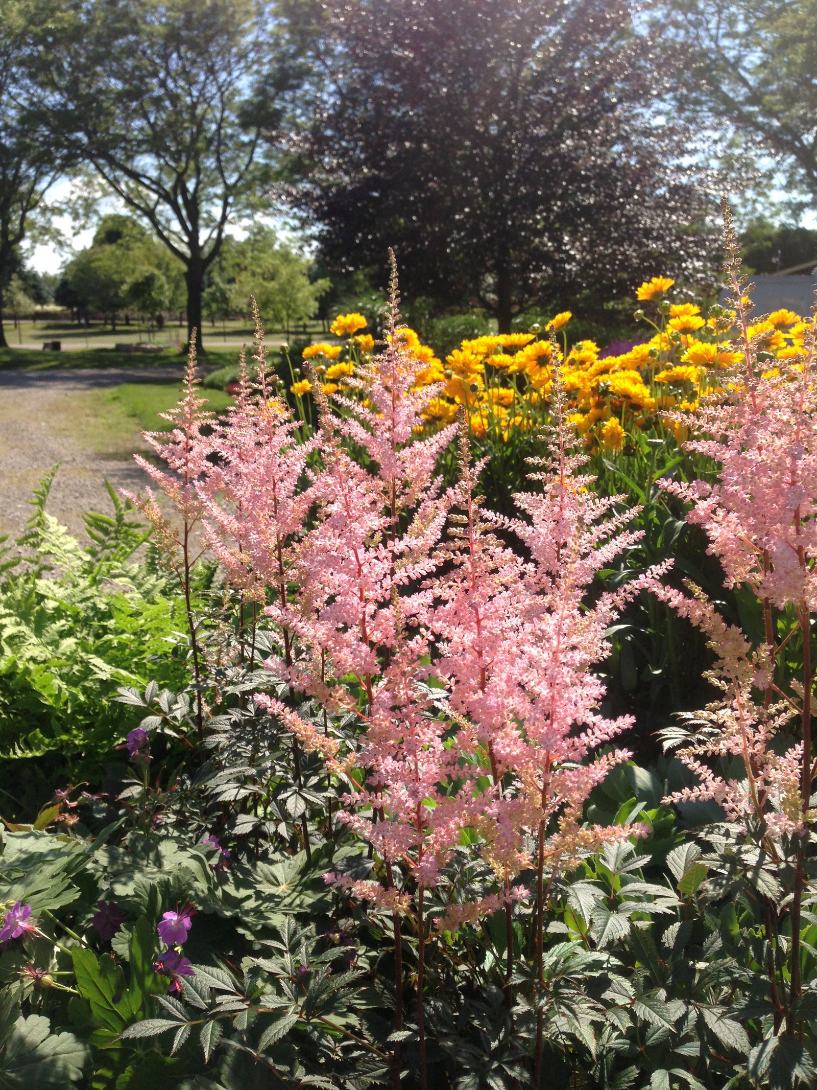 Astilbe arendsii Erica Erica False Spirea