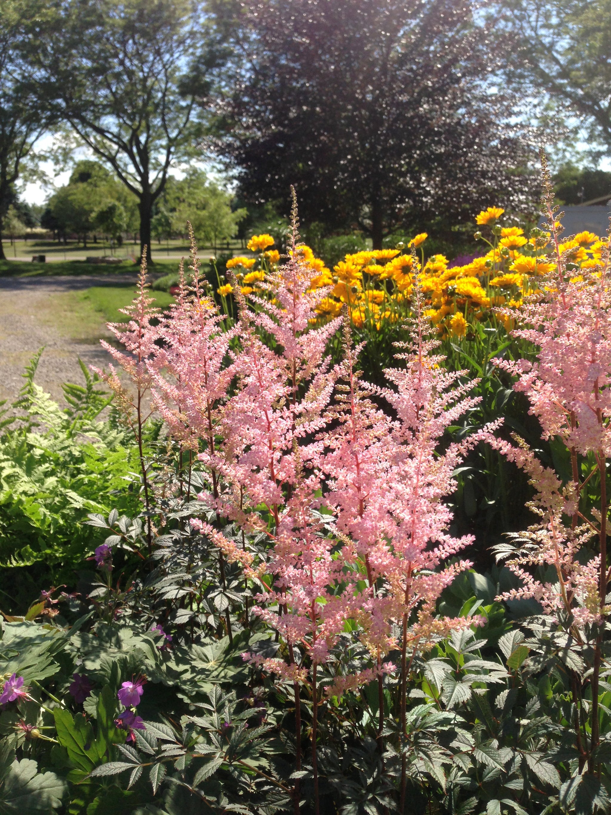 Astilbe arendsii Erica Erica False Spirea