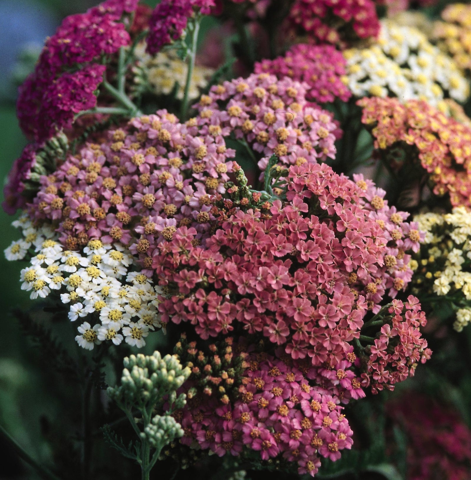 Achillea millefolium Summer Pastels Summer Pastels Yarrow