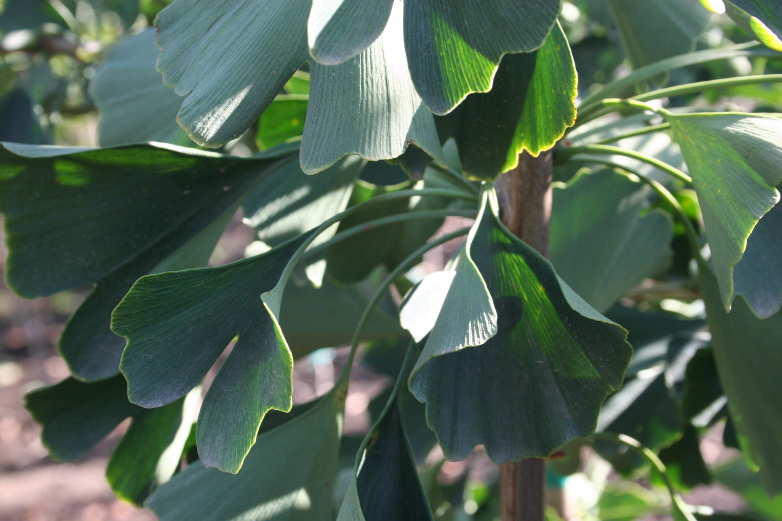 Ginkgo biloba Magyar Magyar Maidenhair Tree