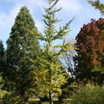 Ginkgo biloba Princeton Sentry PNI 2720 Princeton Sentry Maidenhair Tree