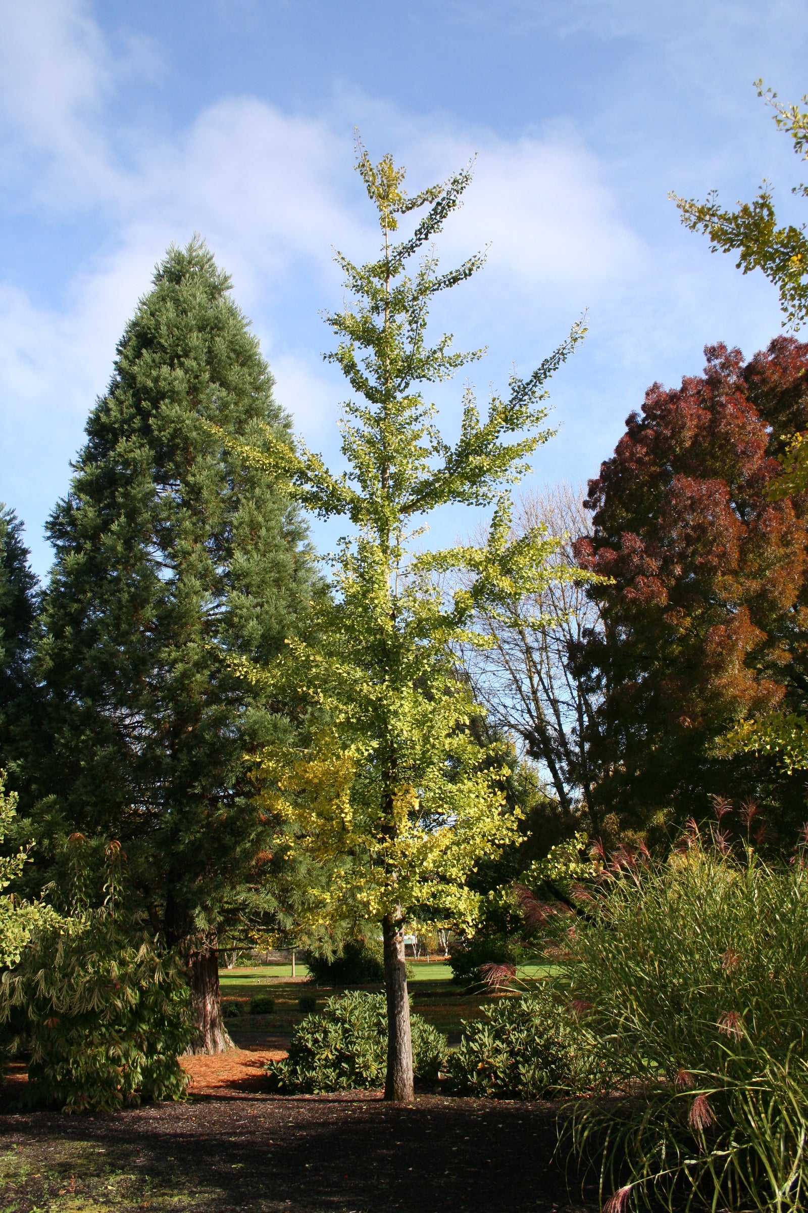 Ginkgo biloba Princeton Sentry PNI 2720 Princeton Sentry Maidenhair Tree