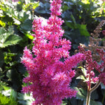 Astilbe chinensis Little Vision in Pink PP21886, CPBR4611 Little Vision in Pink False Spirea
