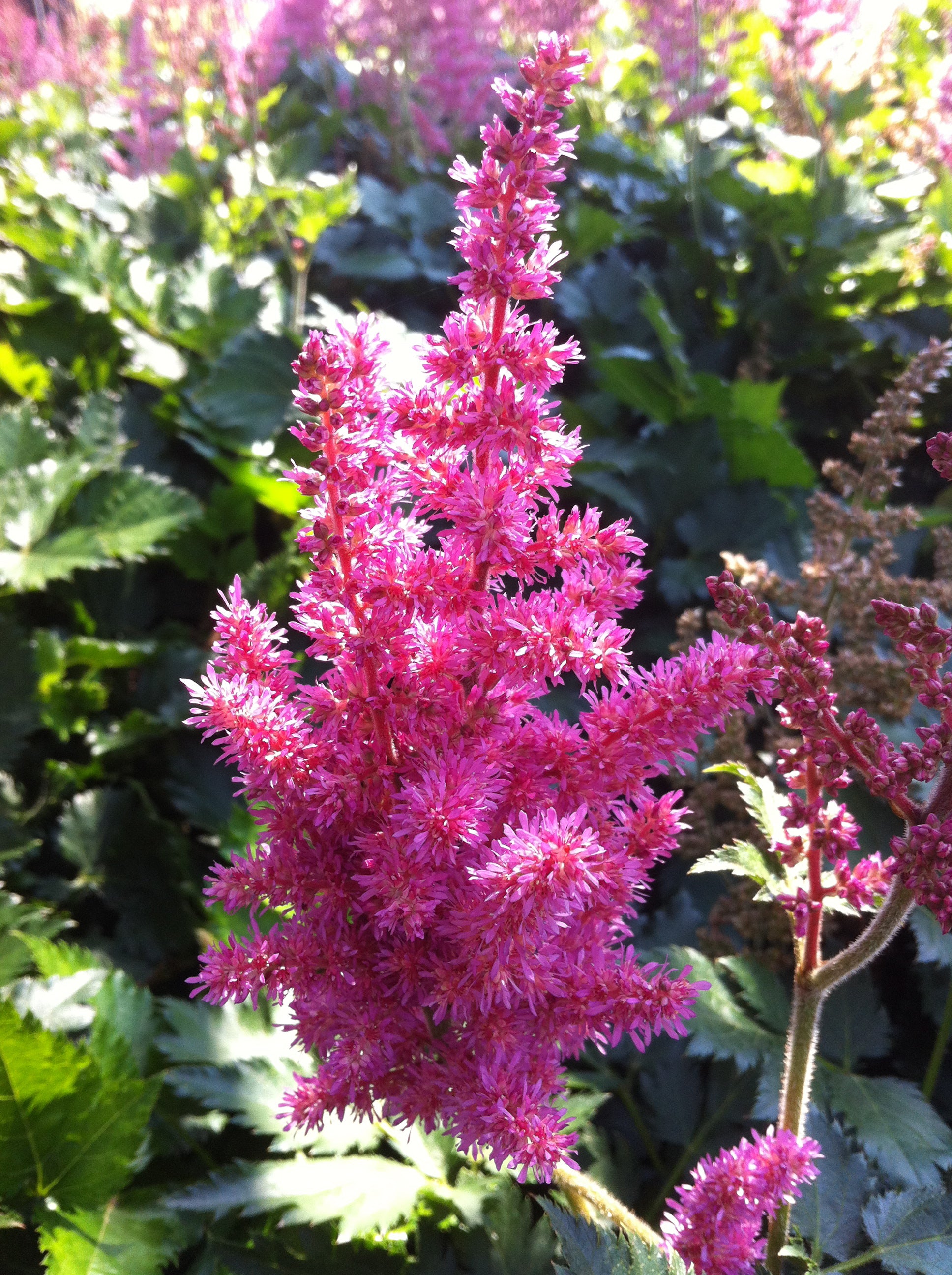 Astilbe chinensis Little Vision in Pink PP21886, CPBR4611 Little Vision in Pink False Spirea