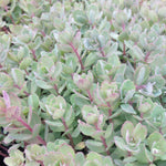Sedum x Vera Jameson Stonecrop