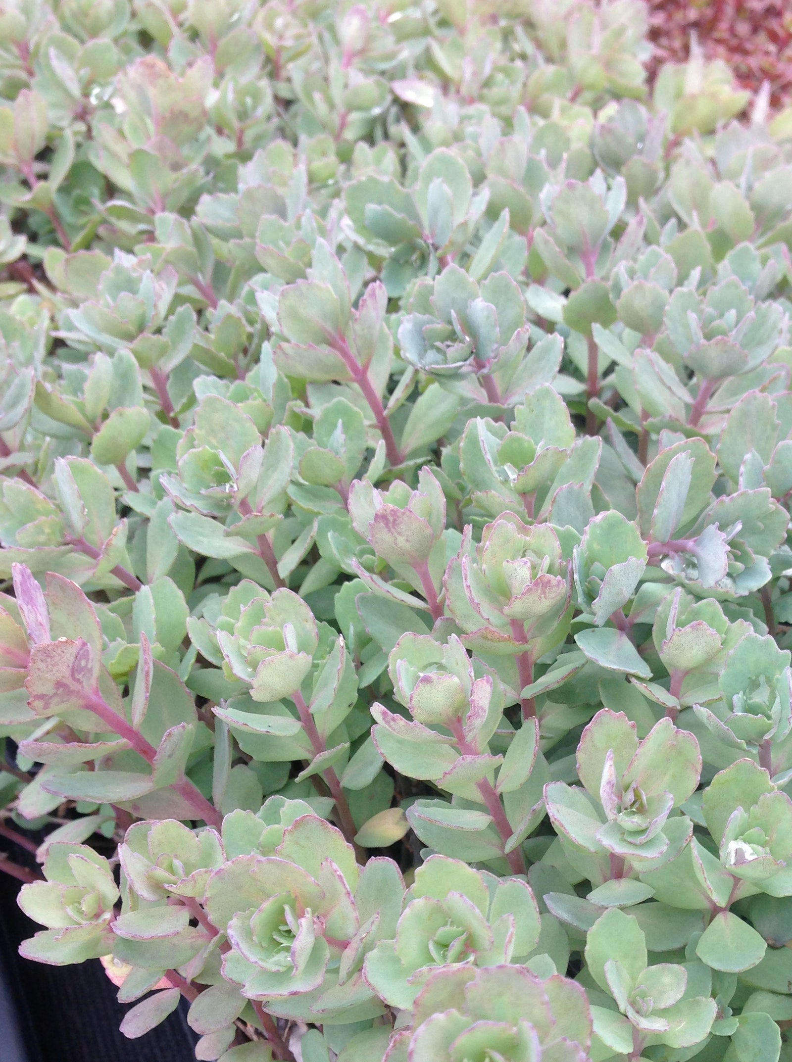 Sedum x Vera Jameson Stonecrop