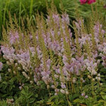 Astilbe chinensis Pumila Pumila Dwarf False Spirea