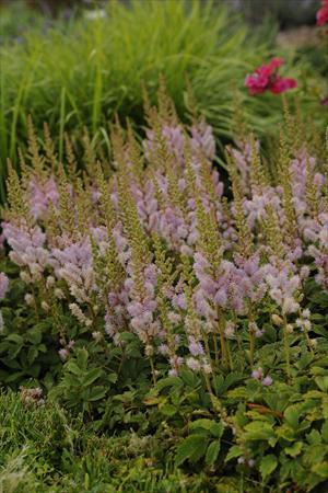 Astilbe chinensis Pumila Pumila Dwarf False Spirea