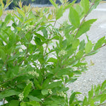 Ligustrum obtusifolium Regelianum Regal's Privet