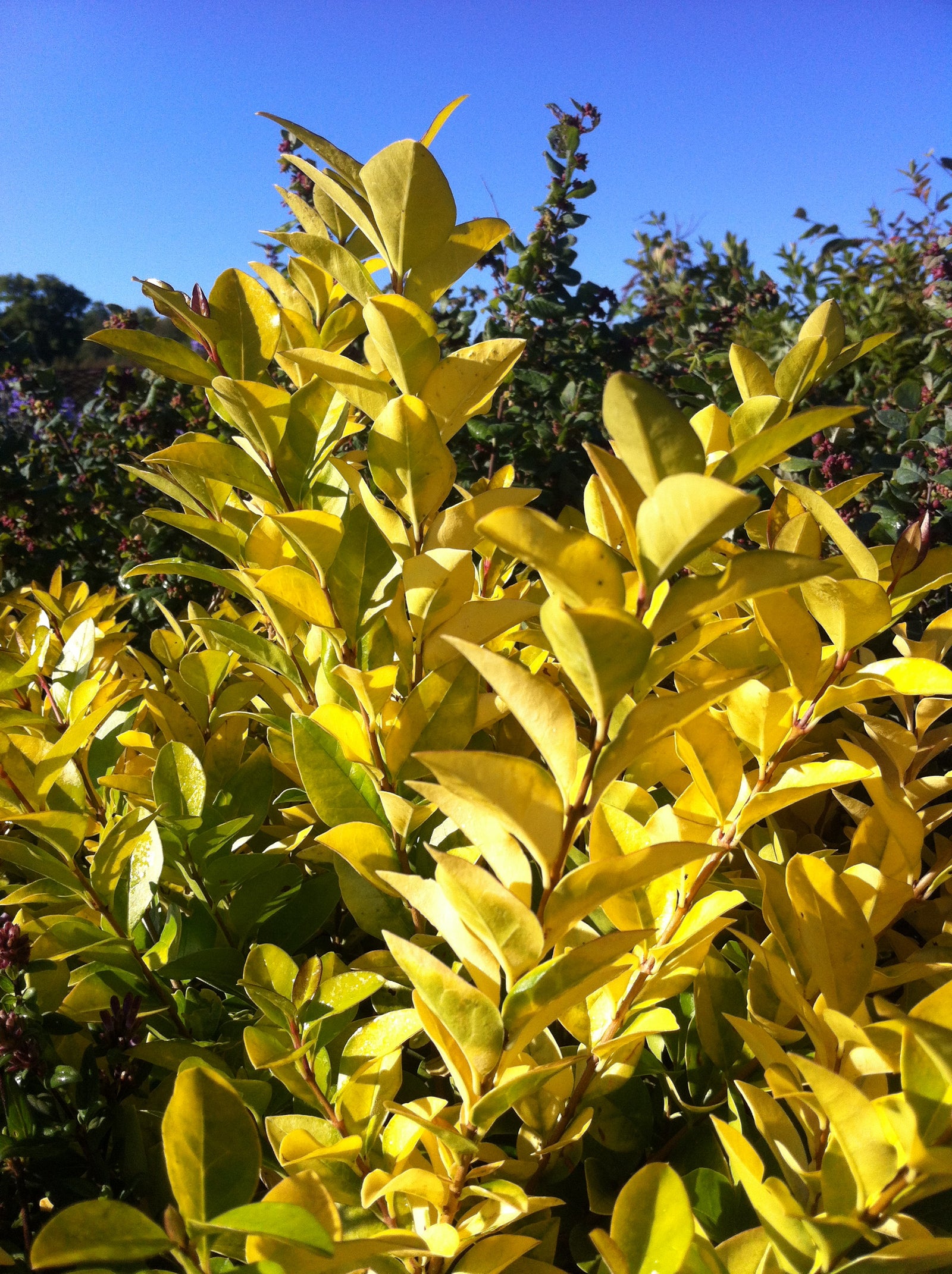 Ligustrum x vicaryi Golden Privet