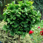 Ginkgo biloba Globosa Globe Maidenhair Tree