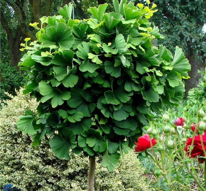 Ginkgo biloba Globosa Globe Maidenhair Tree
