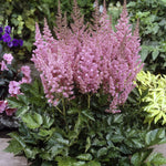 Astilbe chinensis Vision in Pink PP11860, CPBR1333 False Spirea