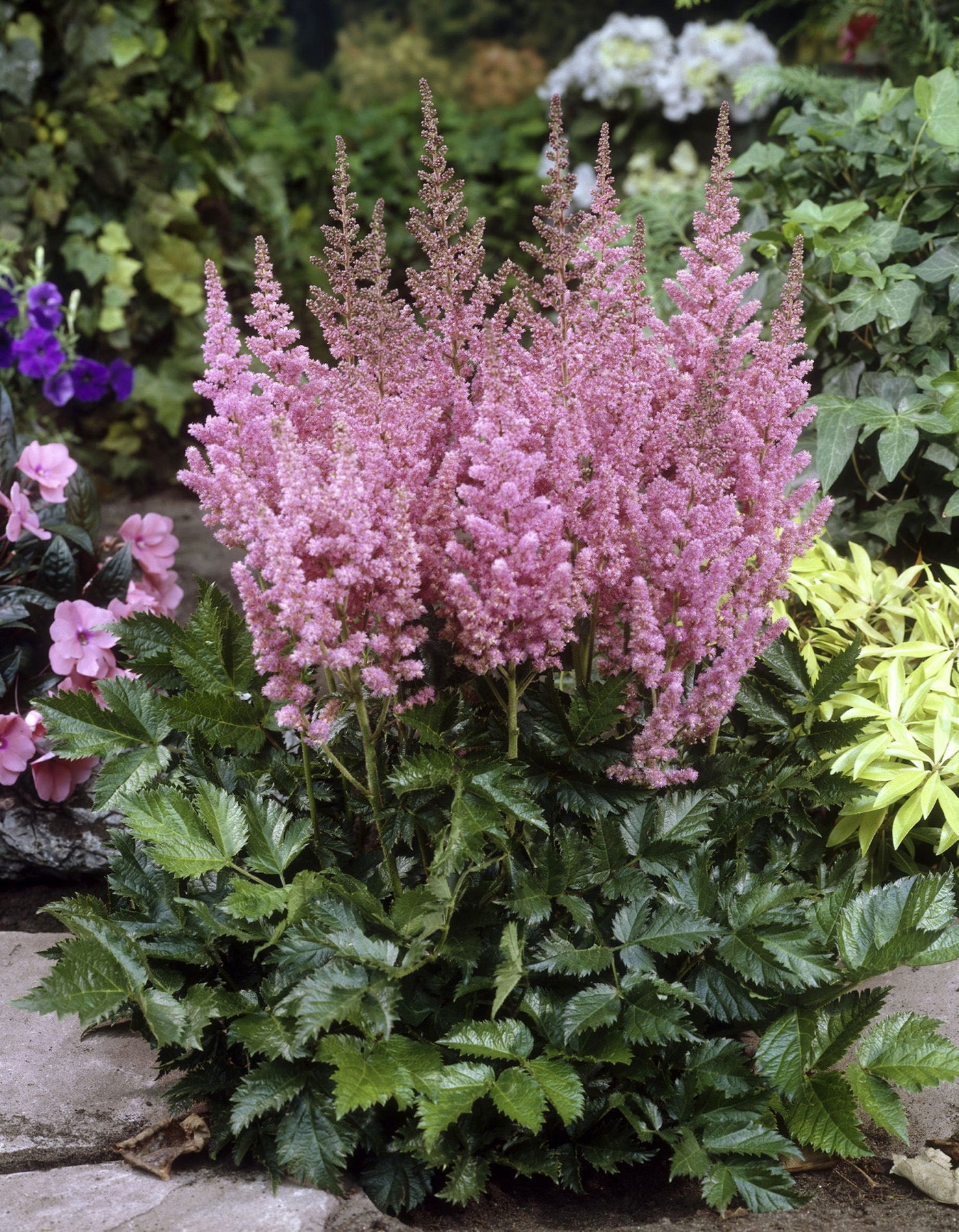 Astilbe chinensis Vision in Pink PP11860, CPBR1333 False Spirea