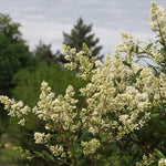 Ligustrum vulgare Common Privet