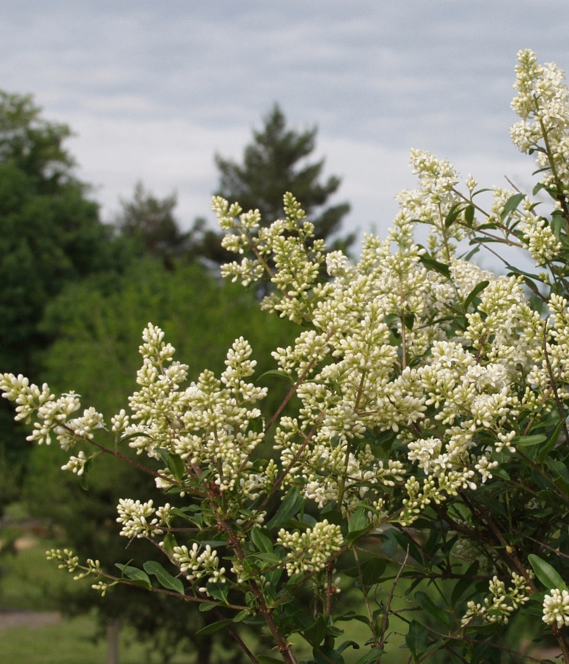 Ligustrum vulgare Common Privet