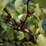 Lindera benzoin Spicebush