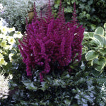 Astilbe chinensis Vision in Red PP11965, CPBR1334 False Spirea
