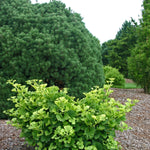 Ginkgo biloba Mariken Mariken Maidenhair Tree