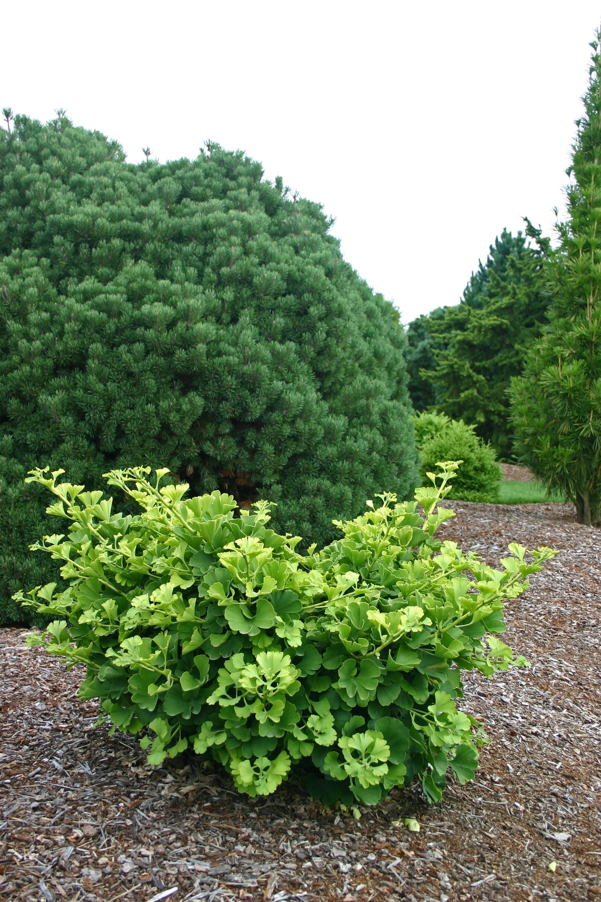 Ginkgo biloba Mariken Mariken Maidenhair Tree