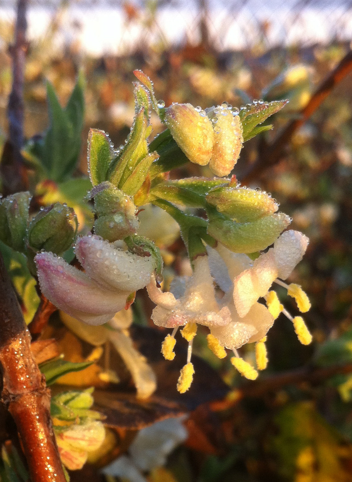 Lonicera fragrantissima Winter Honeysuckle
