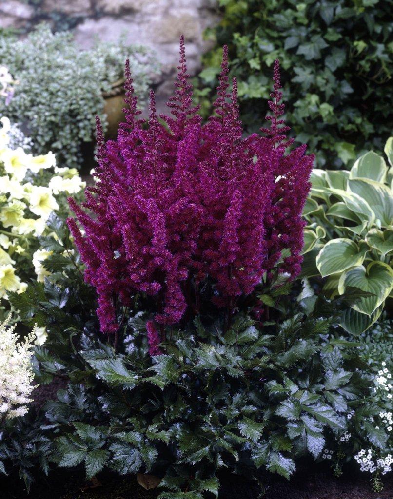 Astilbe chinensis Vision in Red PP11965, CPBR1334 Vision in Red False Spirea