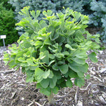 Ginkgo biloba Troll Troll Maidenhair Tree