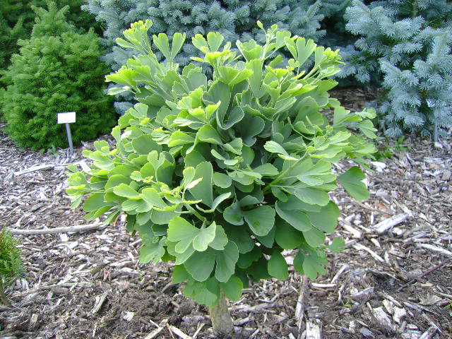 Ginkgo biloba Troll Troll Maidenhair Tree