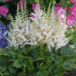 Astilbe chinensis Vision in White PP18965, CPBR4249 Vision in White False Spirea