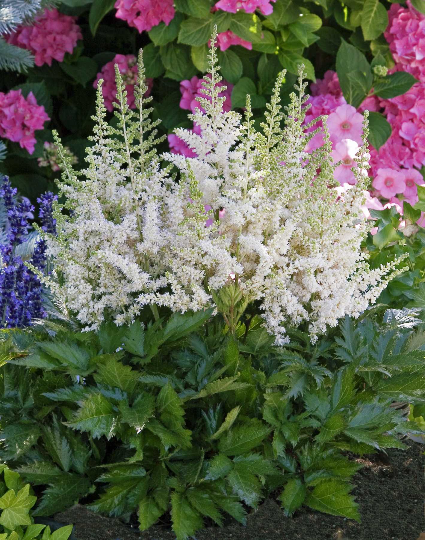 Astilbe chinensis Vision in White PP18965, CPBR4249 Vision in White False Spirea
