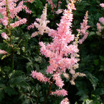 Astilbe crispa Perkeo False Spirea