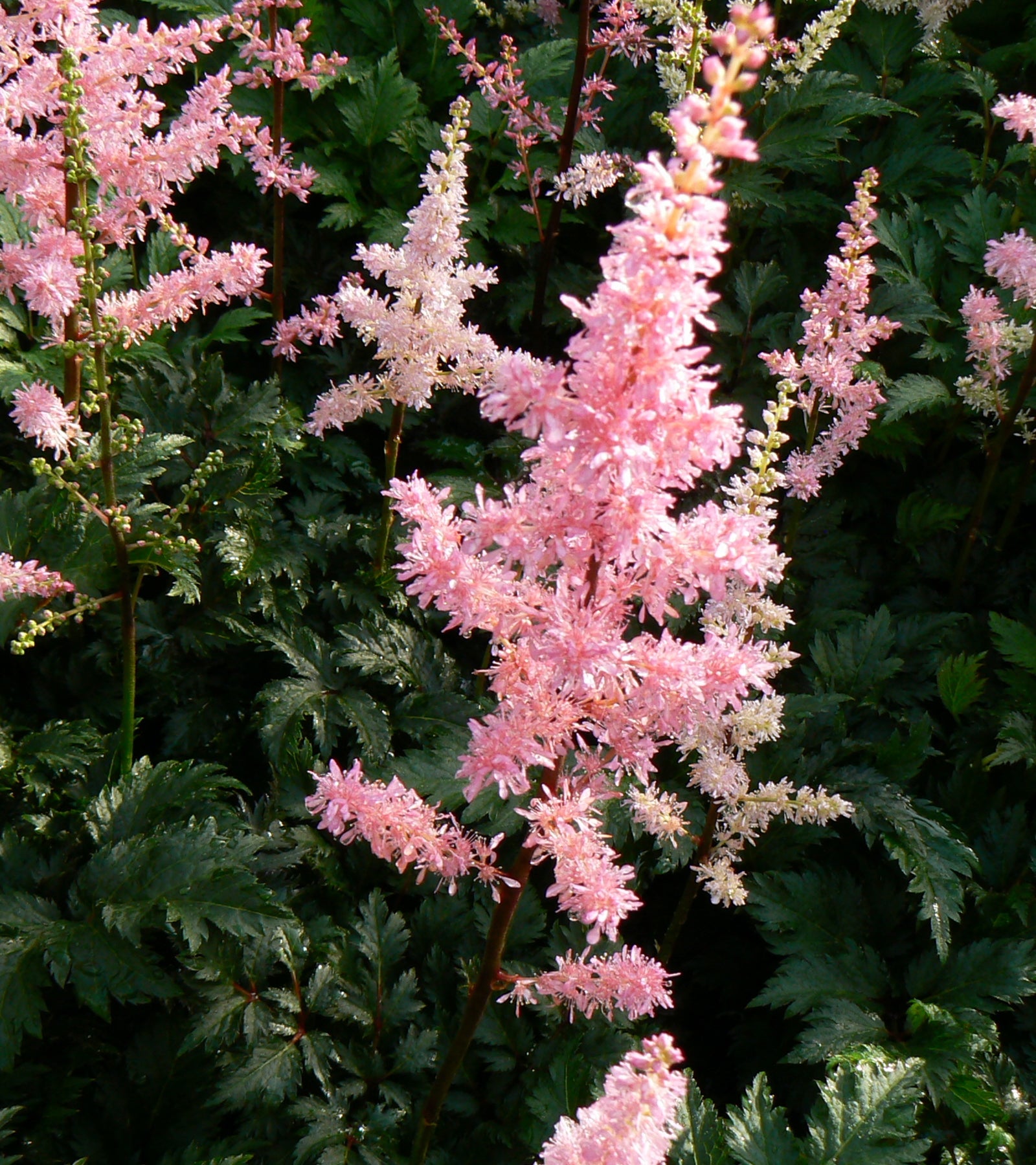 Astilbe crispa Perkeo False Spirea