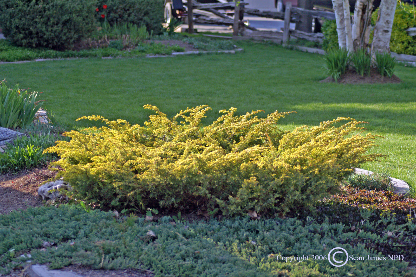 Juniperus communis var. depressa Aurea Canadian Golden Juniper