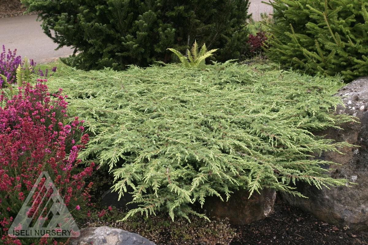Juniperus communis Green Carpet Green Carpet Juniper