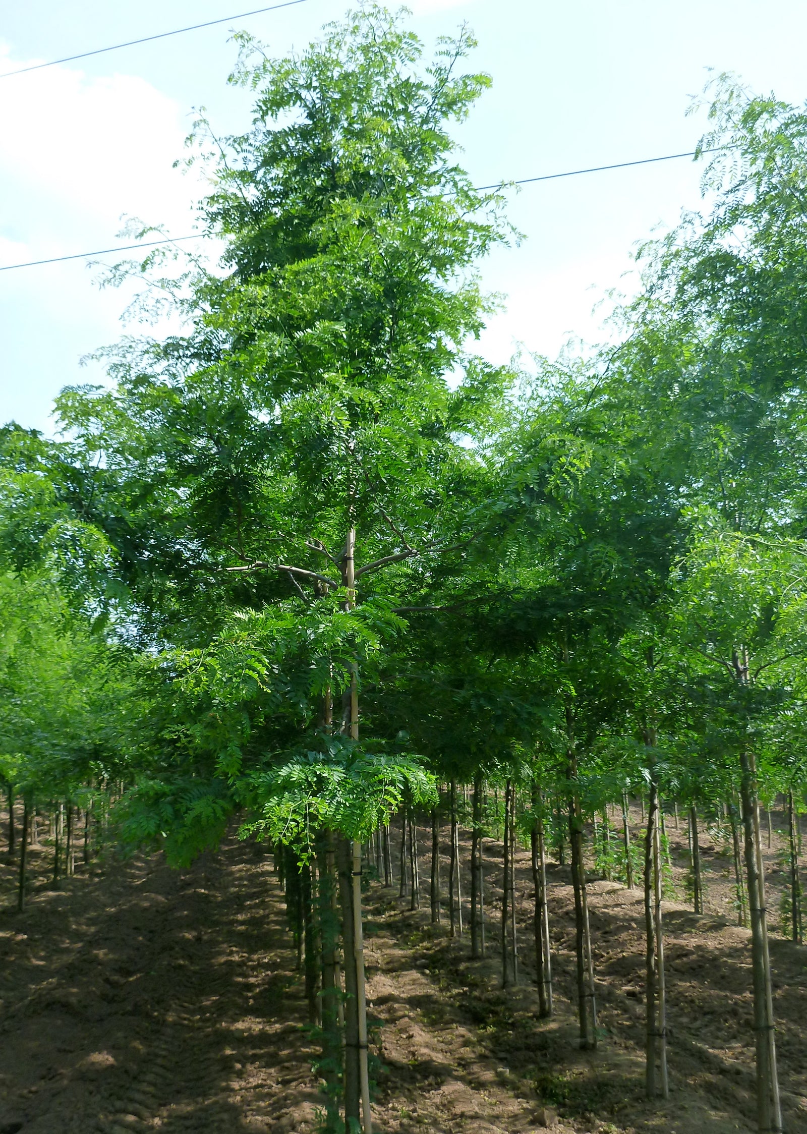 Gleditsia triacanthos var. inermis Thornless Honeylocust