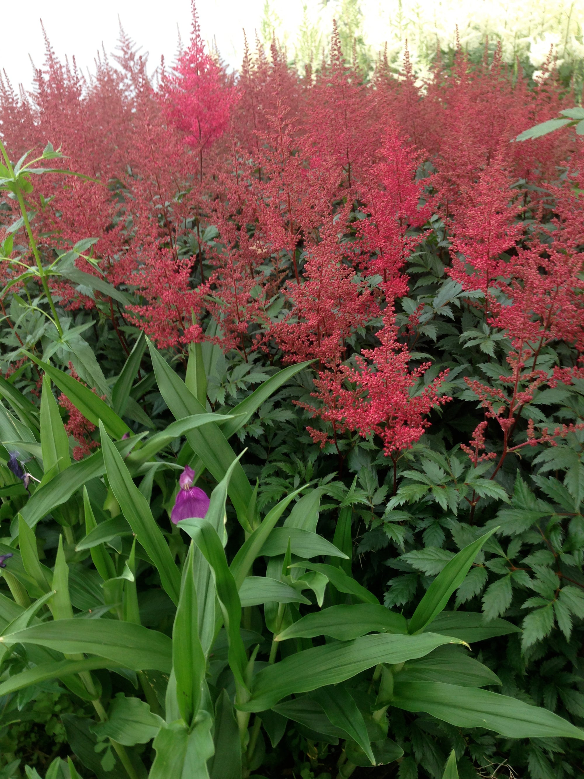 Astilbe japonica Montgomery False Spirea