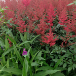 Astilbe japonica Montgomery Montgomery False Spirea