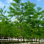 Gleditsia triacanthos var. inermis Imperial Impcole PP1605 Imperial Honeylocust