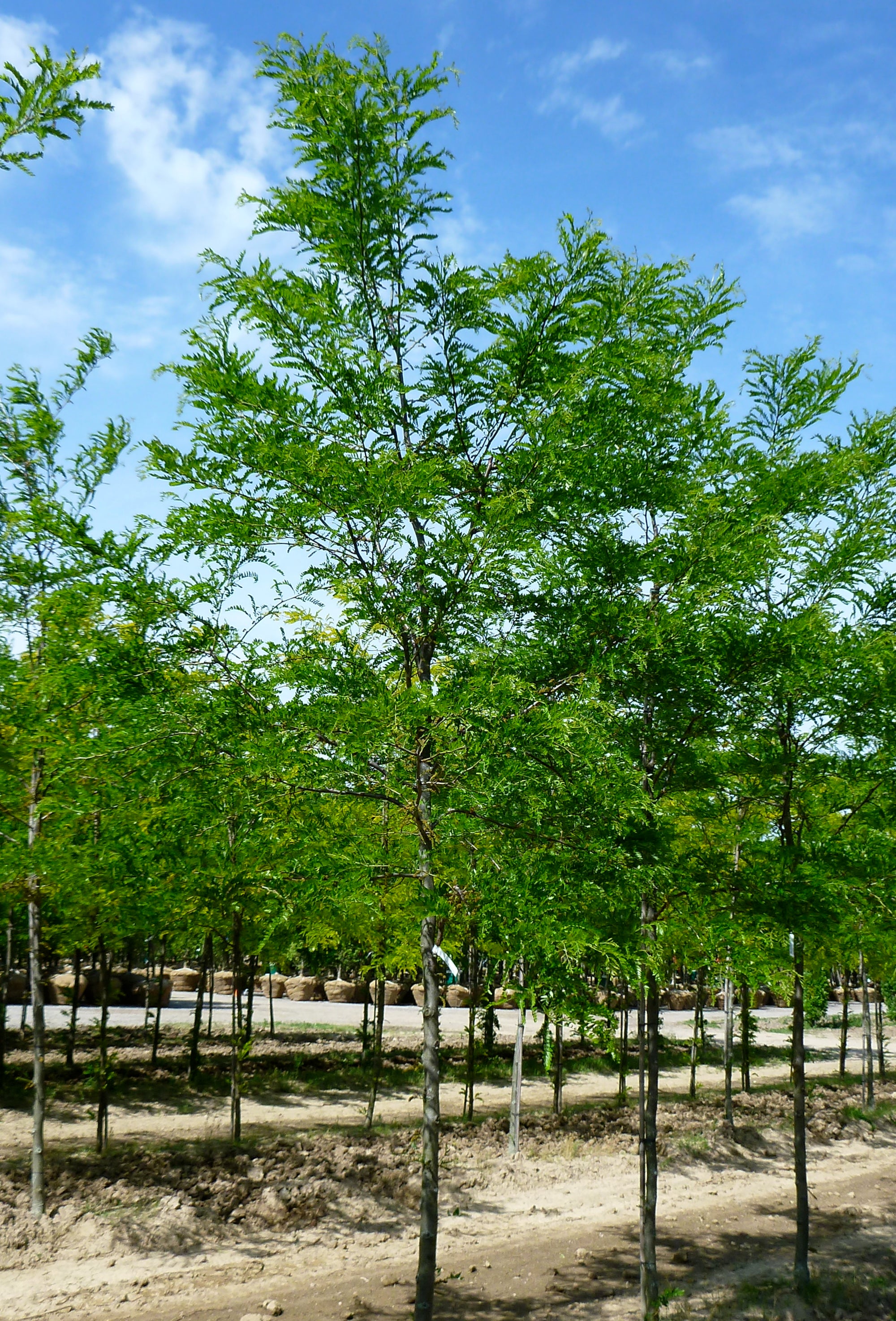 Gleditsia triacanthos var. inermis Imperial Impcole PP1605 Imperial Honeylocust